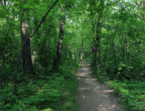 Kettle Moraine State Forest – Lapham Peak Unit